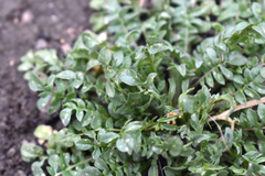 Capsella bursa-pastoris