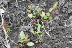 Convolvulus arvensis