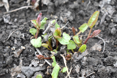 Convolvulus arvensis