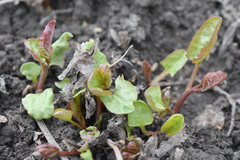Convolvulus arvensis