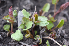 Convolvulus arvensis