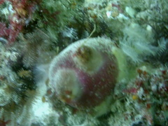 Ascidia incrassata