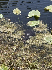 Apalone ferox