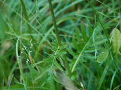 Cirsium rivulare