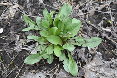 Taraxacum officinale