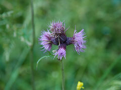 Cirsium rivulare