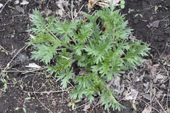 Urtica cannabina