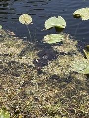 Apalone ferox