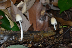 Coprinellus radians