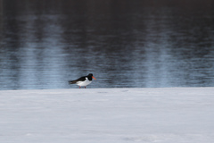 Haematopus ostralegus