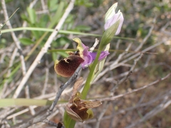 Ophrys fuciflora maxima