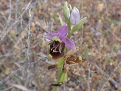 Ophrys fuciflora maxima