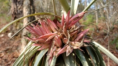 Tillandsia carlsoniae
