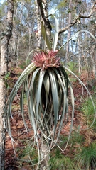Tillandsia carlsoniae