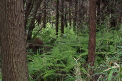 Diplopterygium glaucum
