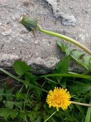Taraxacum officinale