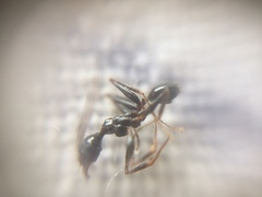 Pheidole latinoda