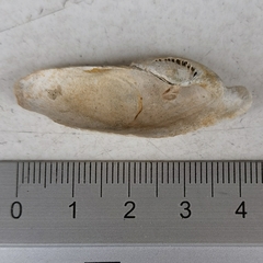Pholas