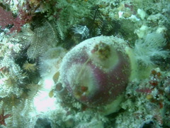 Ascidia incrassata