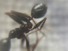 Pheidole latinoda