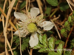 Rubus taiwanicola