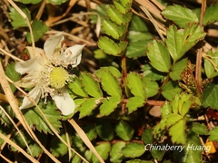 Rubus taiwanicola