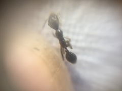 Pheidole latinoda