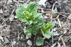 Mentha spicata