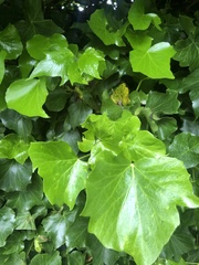 Hedera helix