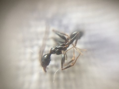 Pheidole latinoda