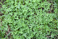 Trifolium repens