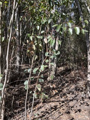 Eucalyptus cladocalyx