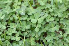 Trifolium repens