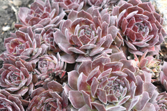 Sempervivum
