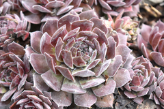 Sempervivum