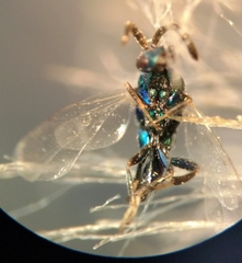 Atrusca quercuscentricola