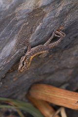 Pristurus gallagheri