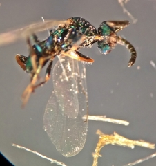 Atrusca quercuscentricola