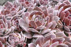 Sempervivum