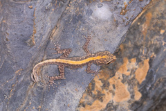 Pristurus gallagheri
