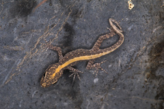 Pristurus gallagheri