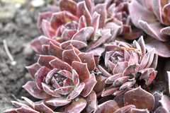 Sempervivum