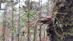 Tillandsia butzii