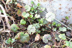 Glechoma hederacea