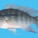 Bujurquina - Photo (c) FishWise Professional, μερικά δικαιώματα διατηρούνται (CC BY-NC-SA)
