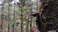 Tillandsia butzii