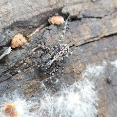 Acantholycosa lignaria