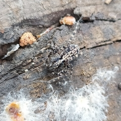 Acantholycosa lignaria