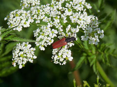 Anastrangalia dubia