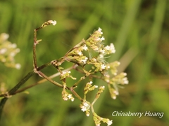 Valeriana flaccidissima